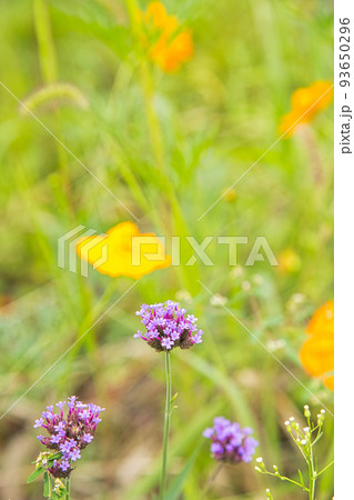 お花畑 お花畑 93650296