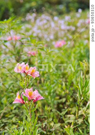 お花畑 お花畑 93650310