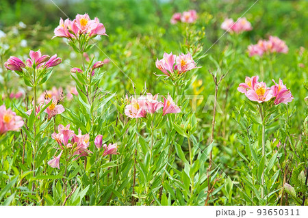 お花畑 93650311