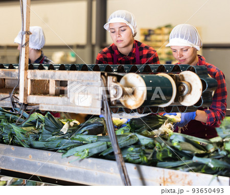 Women sorting leek in vegetable factory 93650493