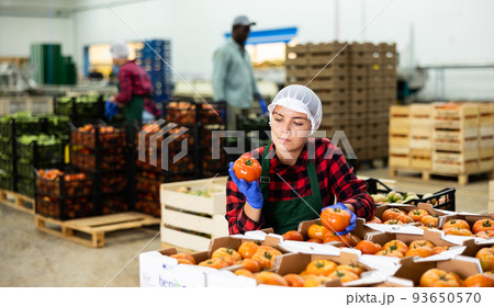 Young farmer woman inspects freshly picked tomatoes Young farmer woman inspects freshly picked tomatoes 93650570
