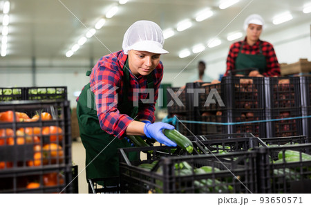 Young farmer woman puts freshly picked zucchini in a crate Young farmer woman puts freshly picked zucchini in a crate 93650571