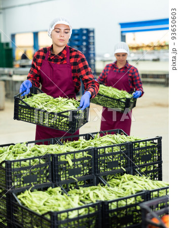 Women working in vegetable warehouse 93650603