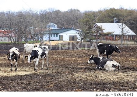北海道 日高地方 牧場のある風景 北海道 日高地方 牧場のある風景 93650841