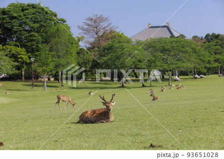 奈良公園の鹿_5月 奈良公園の鹿_5月 93651028