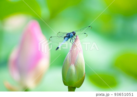 大賀蓮のつぼみに止まるシオカラトンボ 大賀蓮のつぼみに止まるシオカラトンボ 93651051