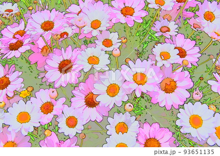 マーガレット 花 木春菊 マーガレット 花 木春菊 93651135