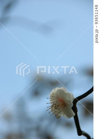 白梅 93651148