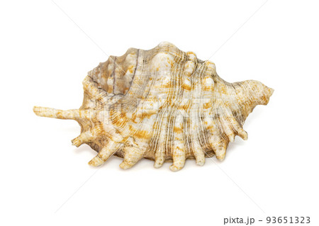 Image of Millipede spider conch (Lambis millepeda) isolated on white background. Sea snail. Undersea Animals. Sea Shells. Image of Millipede spider conch (Lambis millepeda) isolated on white background. Sea snail. Undersea Animals. Sea Shells. 93651323