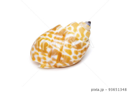 Image of babylonia spirata, common name the Spiral Babylon, is a species of sea snail, a marine gastropod mollusk, in the family Babyloniidae. isolated on white background. Sea snail. Undersea Image of babylonia spirata, common name the Spiral Babylon, is a species of sea snail, a marine gastropod mollusk, in the family Babyloniidae. isolated on white background. Sea snail. Undersea 93651348