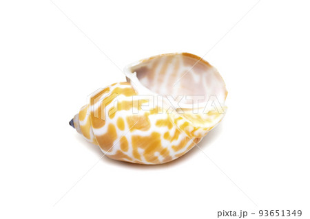 Image of babylonia spirata, common name the Spiral Babylon, is a species of sea snail, a marine gastropod mollusk, in the family Babyloniidae. isolated on white background. Sea snail. Undersea 93651349