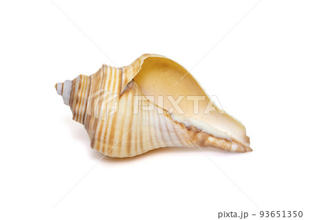 Image of hemifusus sea shells a genus of marine gastropod mollusks in the family Melongenidae isolated on white background. Undersea Animals. Sea Shells. 93651350