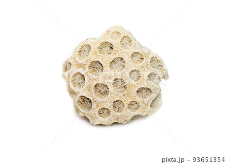 Image of coral cubes on a white background. Undersea Animals. Image of coral cubes on a white background. Undersea Animals. 93651354