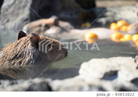 伊豆 カピバラ 温泉 伊豆 カピバラ 温泉 93651622