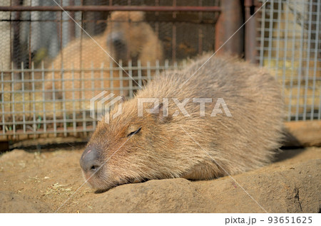 伊豆 カピバラ 温泉 伊豆 カピバラ 温泉 93651625