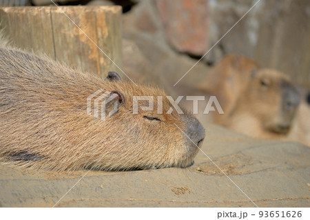 伊豆 カピバラ 温泉 伊豆 カピバラ 温泉 93651626