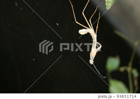 蜘蛛の巣に引っかかるカマキリの抜け殻 蜘蛛の巣に引っかかるカマキリの抜け殻 93651714
