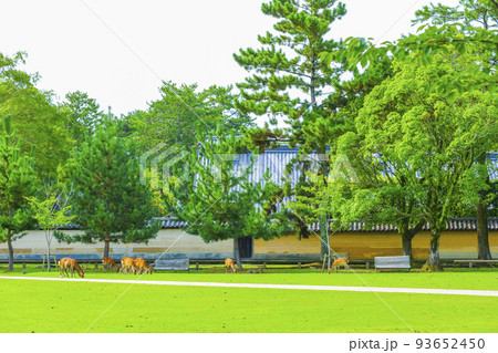 奈良公園の風景 93652450