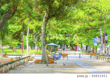 奈良公園の風景 93652451