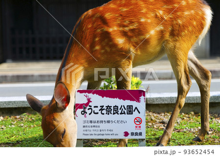 奈良公園の二ホンジカ 93652454