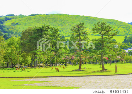 奈良公園の風景 93652455