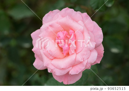 ピンクのバラの花 93652515