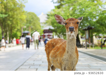 奈良公園の鹿 奈良公園の鹿 93652630
