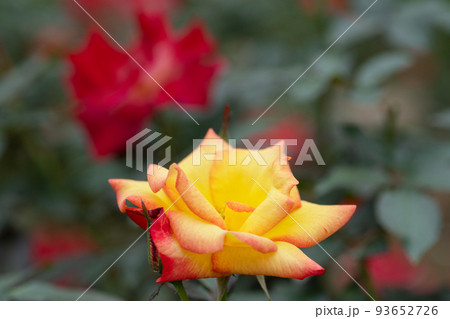 赤と黄色のバラの花 赤と黄色のバラの花 93652726