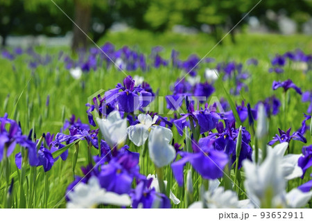 喜多方市御殿場公園の花菖蒲園 93652911