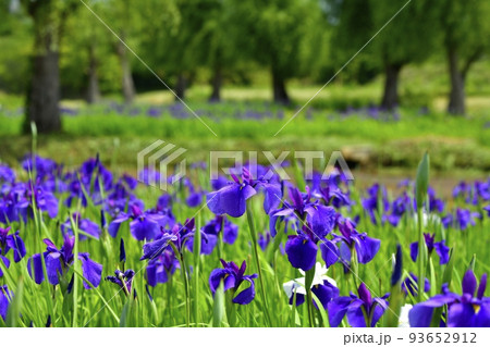喜多方市御殿場公園の花菖蒲園 喜多方市御殿場公園の花菖蒲園 93652912