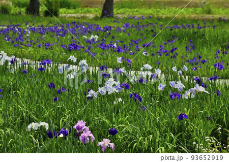 喜多方市御殿場公園の花菖蒲園 喜多方市御殿場公園の花菖蒲園 93652919