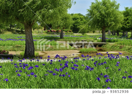 喜多方市御殿場公園の花菖蒲園 喜多方市御殿場公園の花菖蒲園 93652936