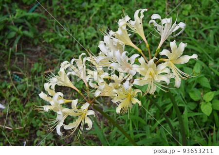 リコリス 93653211