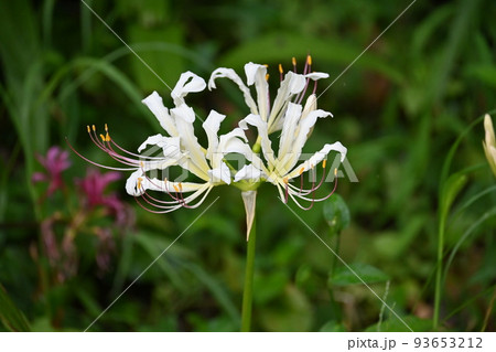 リコリス 93653212