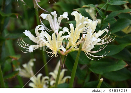 リコリス 93653213