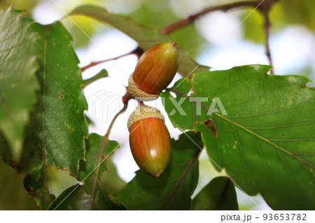 木の実どんぐり 93653782