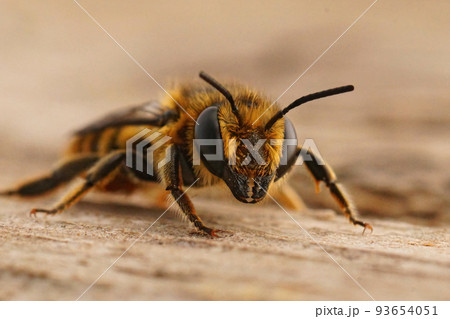 Closeup on a brown hairy Mediterranean leafcutter bee, Megachile melanopyga sitting on wood 93654051