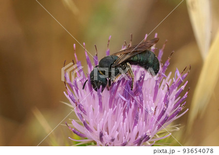 Closeup on a Mediterranean blue metallic small Carpenter bee, Ceratina chalcites sitting on a purple thistle flower 93654078