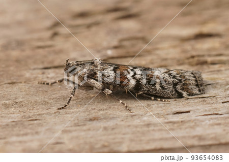 Closeup on the Dark Pine Knot-horn moth, Dioryctria abietella, sitting on a piece of wood Closeup on the Dark Pine Knot-horn moth, Dioryctria abietella, sitting on a piece of wood 93654083