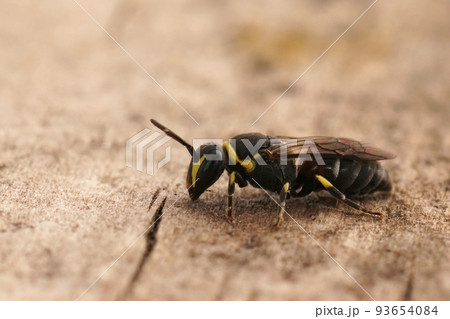 Closeup on a small Mediterranean Yellow feaced bee, Hylaeus pictus Closeup on a small Mediterranean Yellow feaced bee, Hylaeus pictus 93654084