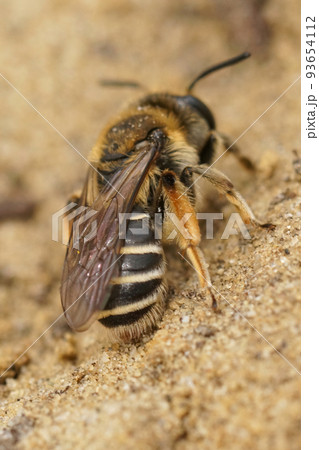 Closeup on a female of the rarely photographed Andrena albofasciata sitting on a sandy soil 93654112