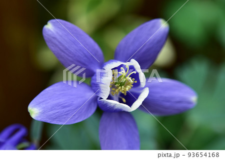 オダマキの花のアップ オダマキの花のアップ 93654168