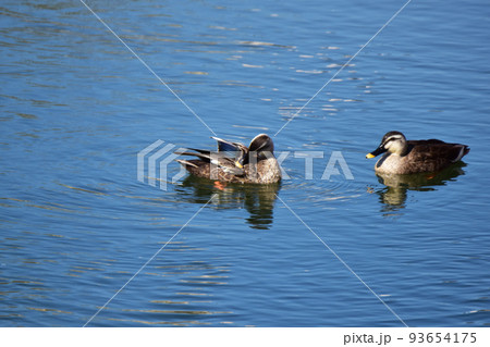 川でくつろぐカルガモ 93654175