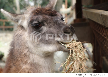 ラマ 食事中のラマ ラマ 食事中のラマ 93654227