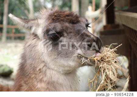 ラマ 食事中のラマ ラマ 食事中のラマ 93654228