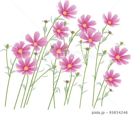 コスモスの花 93654246