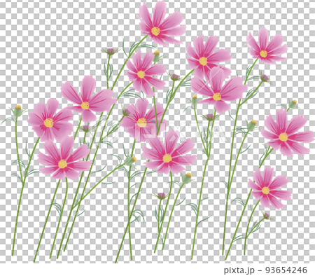 コスモスの花 93654246