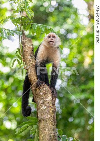 Colombian white-faced capuchin (Cebus capucinus), Manuel Antonio National Park, Costa Rica Colombian white-faced capuchin (Cebus capucinus), Manuel Antonio National Park, Costa Rica 93654497