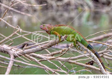 Green iguana (Iguana iguana), river Tarcoles Costa Rica wildlife 93654501