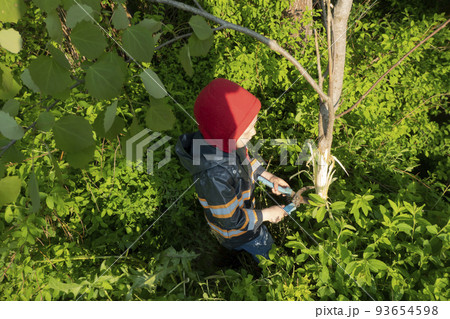 the child cleans the aspen trunk from the bark. Methods of combating aspen the child cleans the aspen trunk from the bark. Methods of combating aspen 93654598